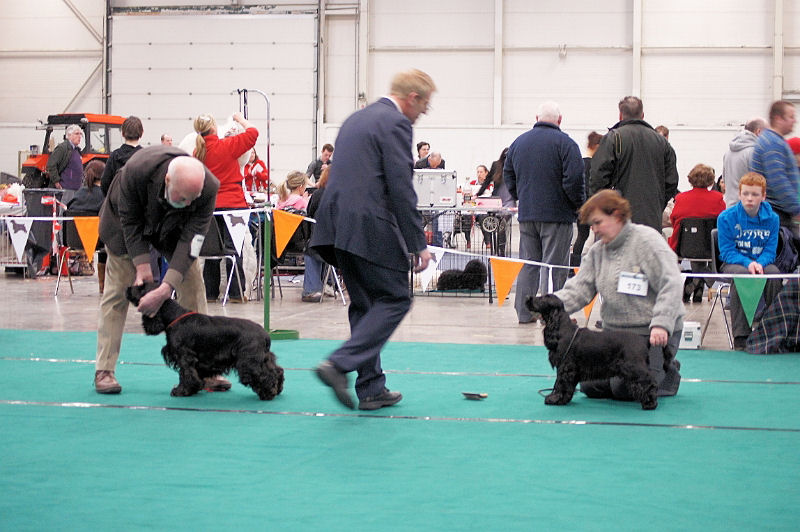 JCC 211.JPG - Best Cocker Line up, and Bobby moving at pace: Baysway Solar Prince and Lochranza Mamma Mia